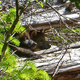 Illustration for article titled These Adorable Wolf Pups Could Be Californias First In 100 Years